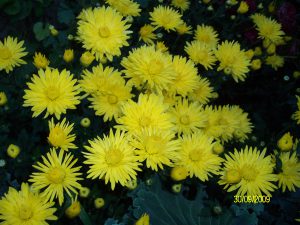 Топ-15+ неприхотливых цветов, которые радуют все лето/Chirkun.ru