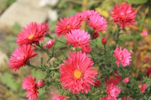 Топ-15+ неприхотливых цветов, которые радуют все лето/Chirkun.ru